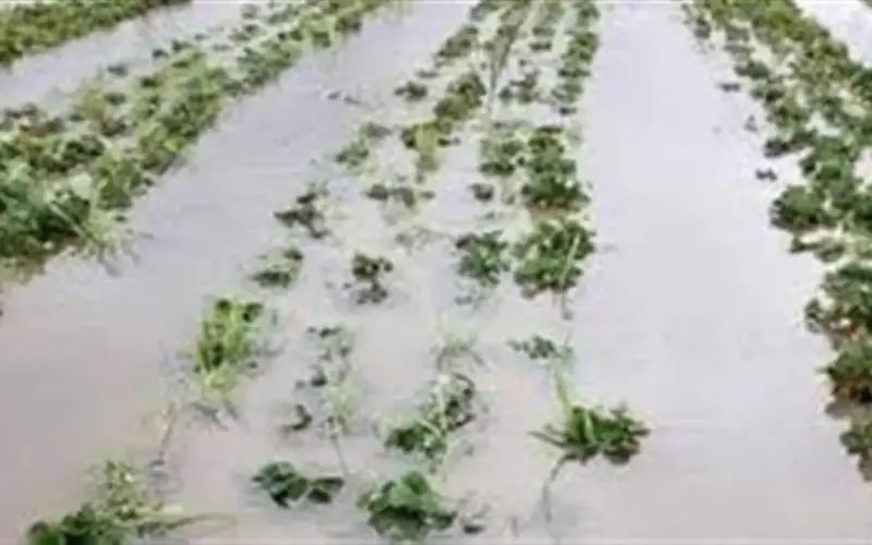 «الزراعة»: أمطار غزيرة بدءاً من الغد.. وعلى المزارعين التوقف عن الرش والتسميد